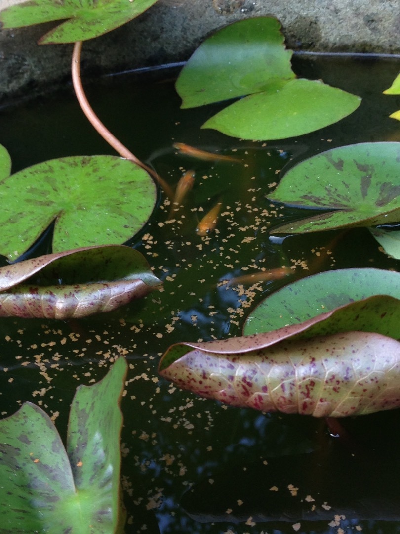 石臼ビオトープ 伊豆下田移住ブログ 清次郎屋日記